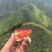 大凉山会理突尼斯软籽石榴