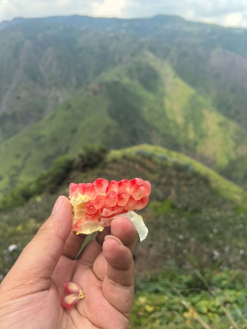 大凉山会理突尼斯软籽石榴