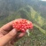 大凉山会理突尼斯软籽石榴