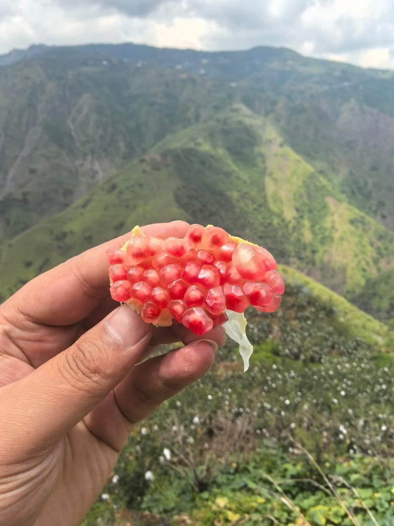 大凉山会理突尼斯软籽石榴