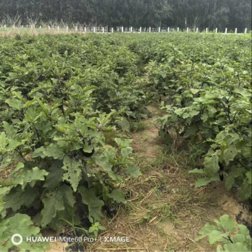 长茄子圆茄子量大价优