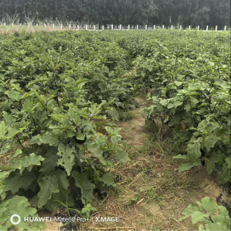 长茄子圆茄子量大价优