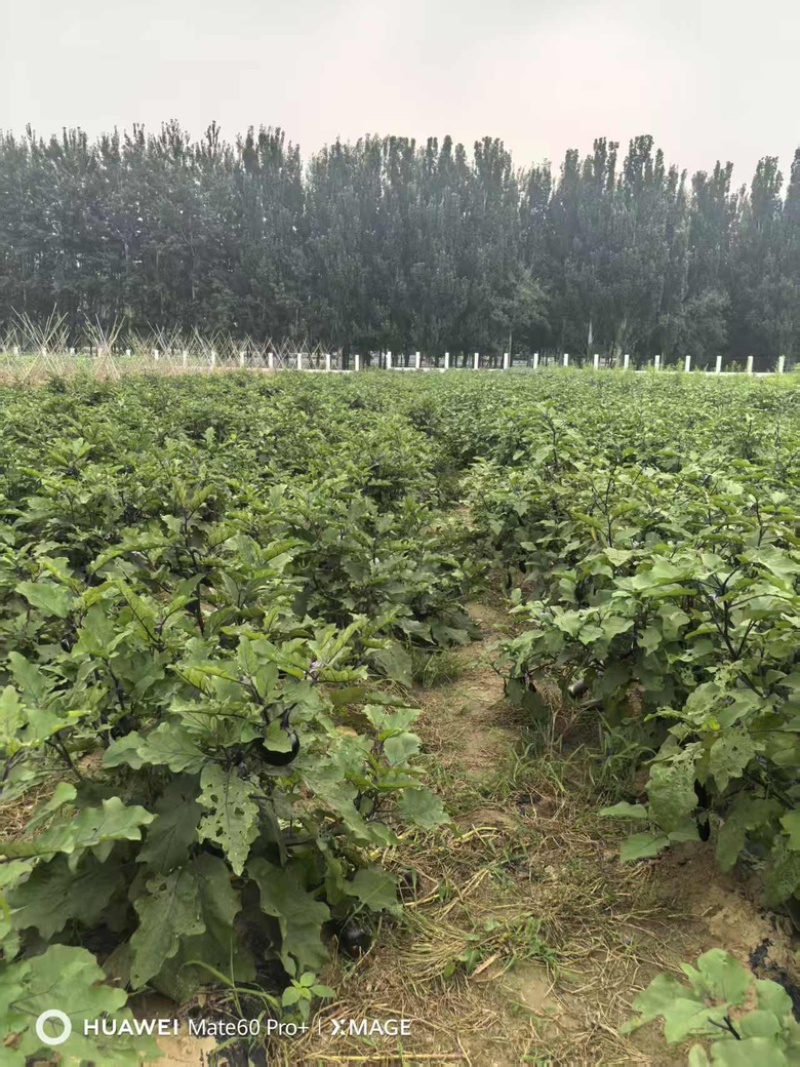 长茄子圆茄子量大价优