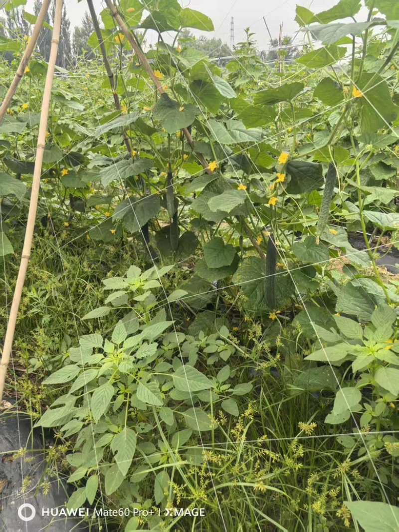 新鲜黄瓜。量大价优