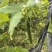 现摘丝瓜量大价优