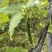 现摘丝瓜量大价优