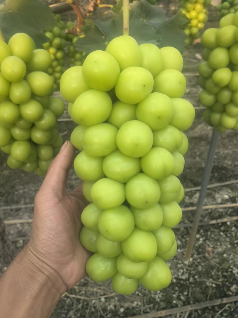 代办西昌阳光玫瑰，克仑生有需要的老板可以联系