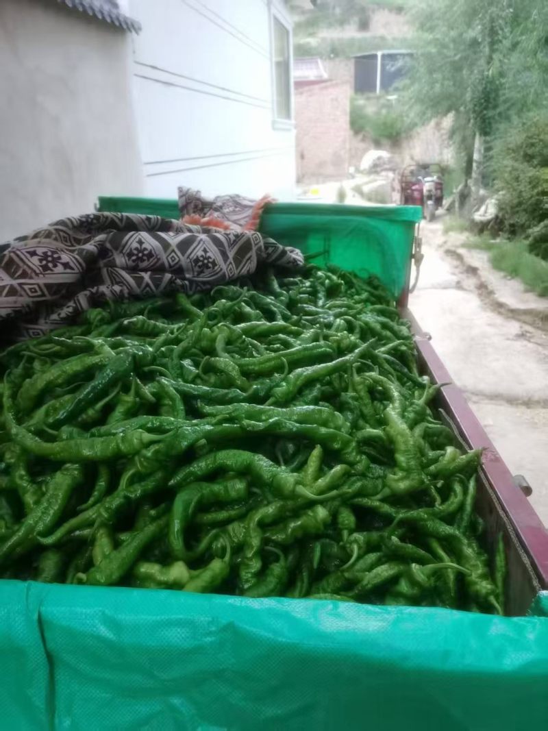 螺丝椒，辣椒
