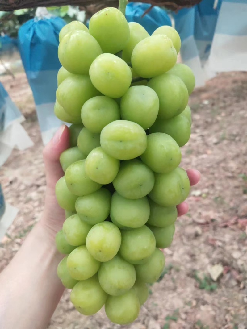 阳光玫瑰