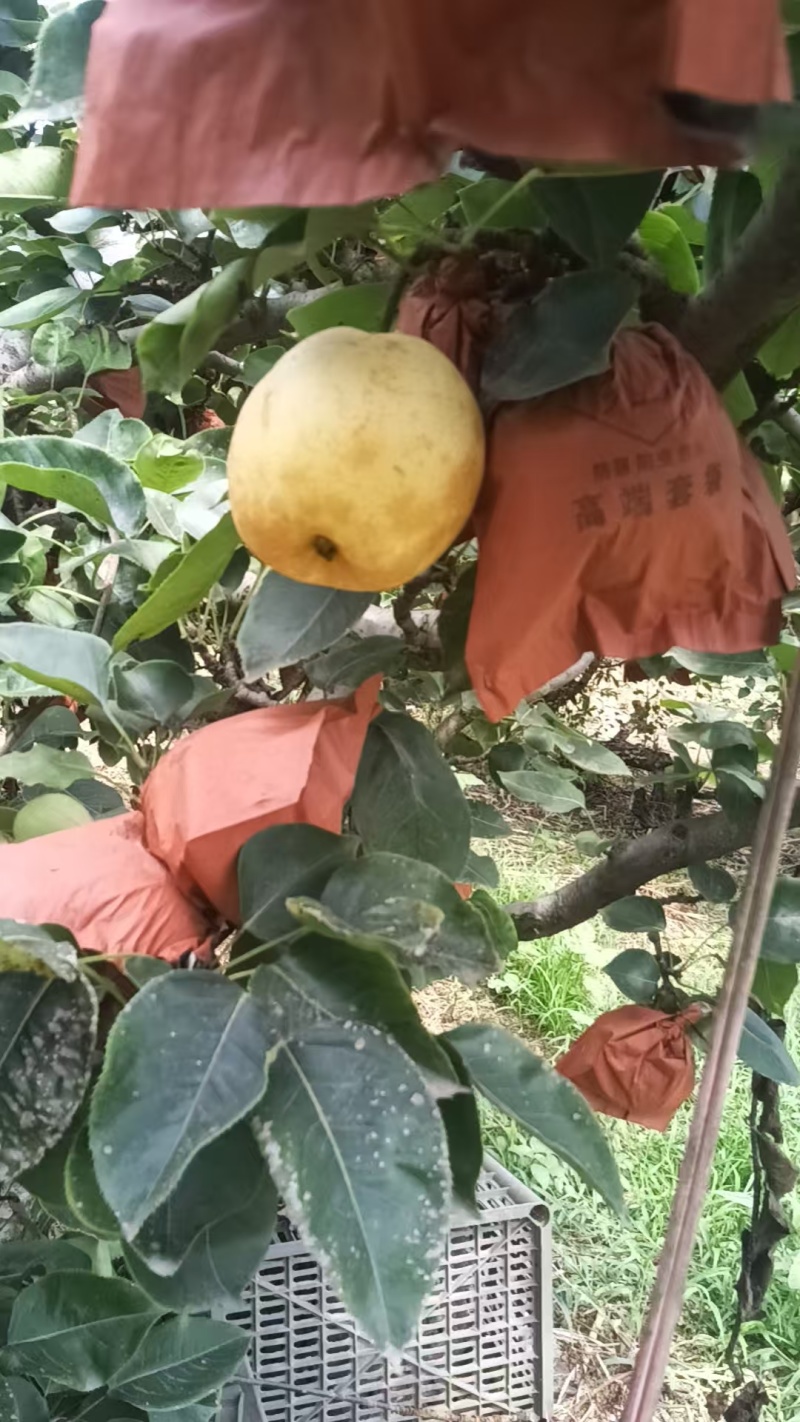 河南南阳黄金梨已大量上市