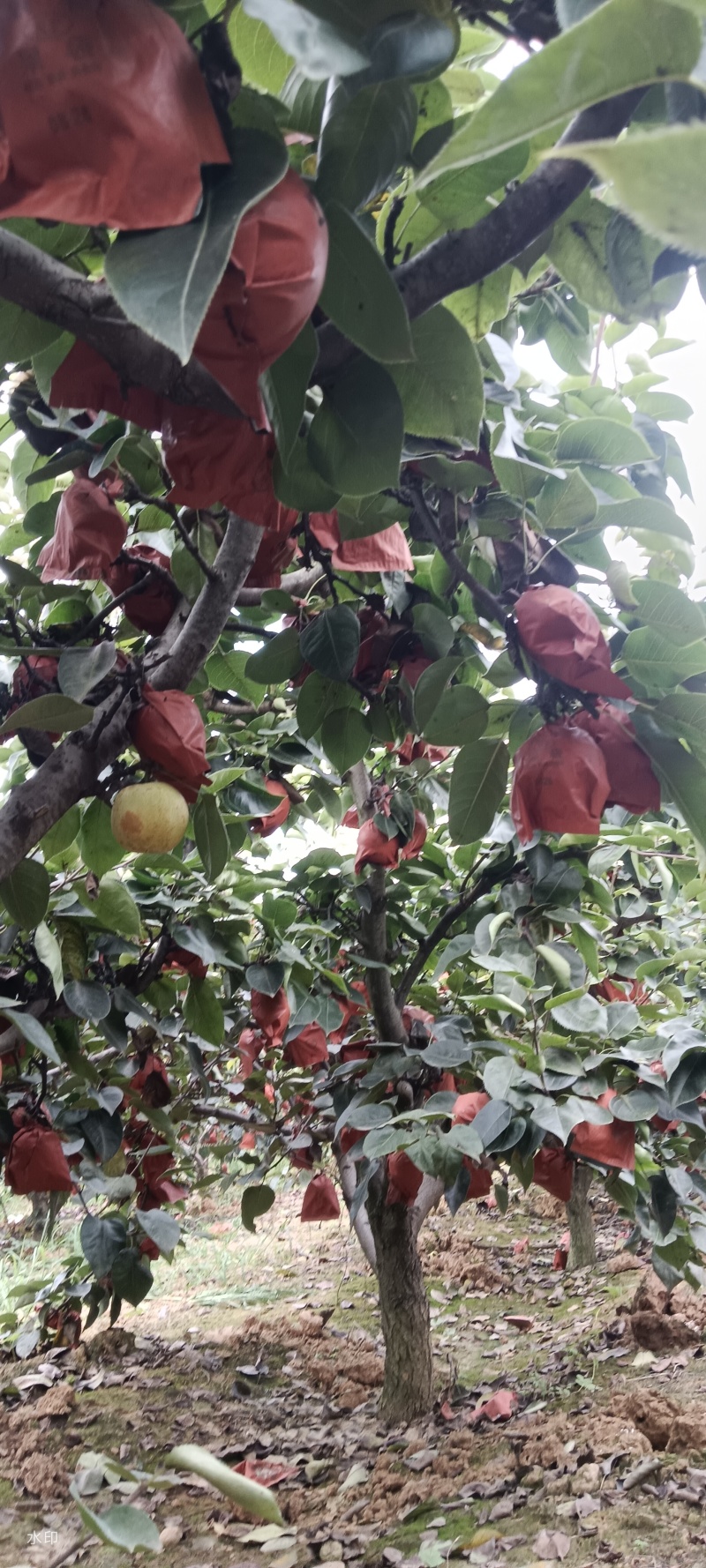 河南南阳黄金梨已大量上市