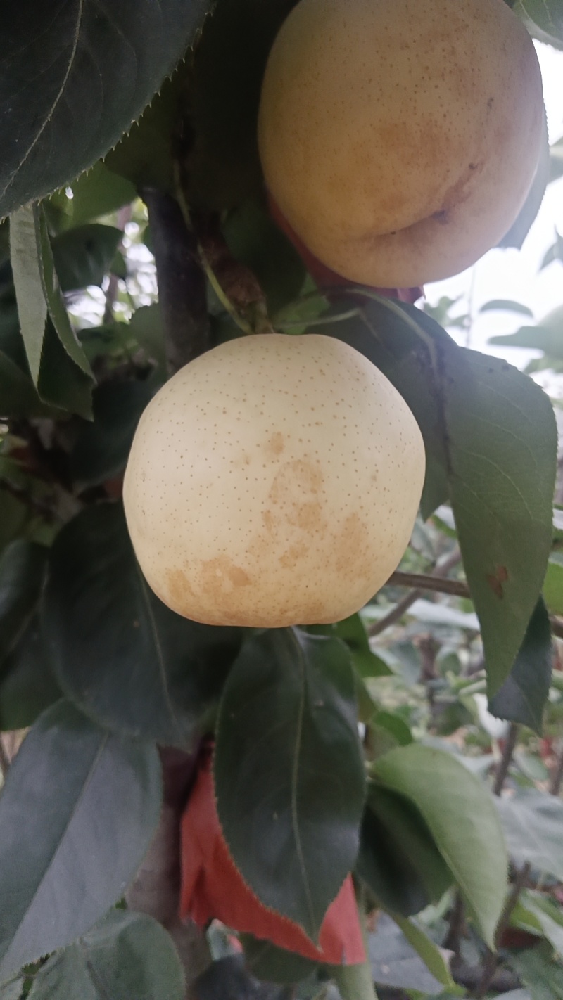 河南南阳黄金梨已大量上市