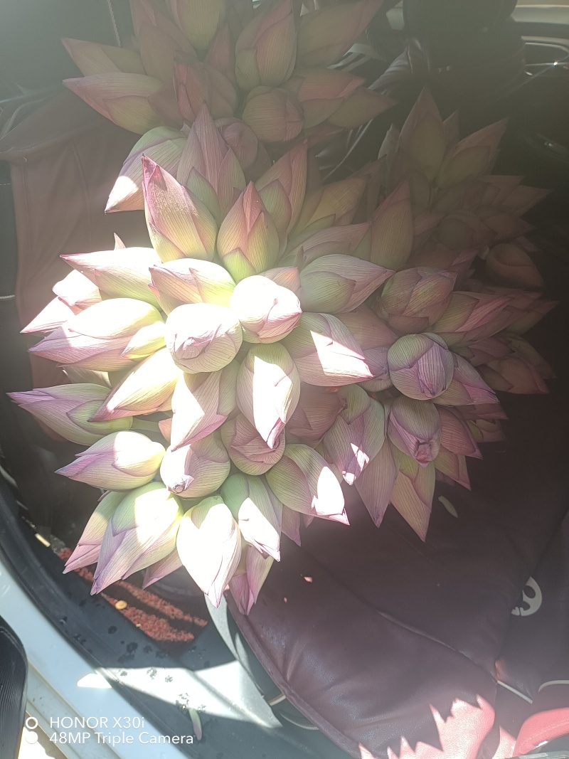 荷花&插花莲蓬