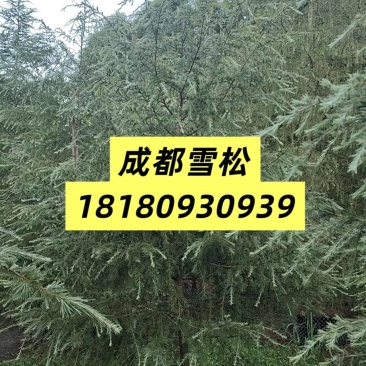 成都雪松基地规格4米雪松6米雪松7米雪松8米雪松10米雪