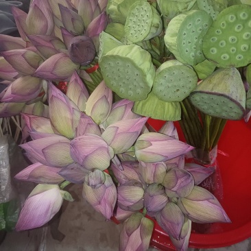 荷花&插花莲蓬
