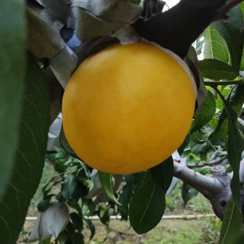黄金蜜大油桃套袋油桃