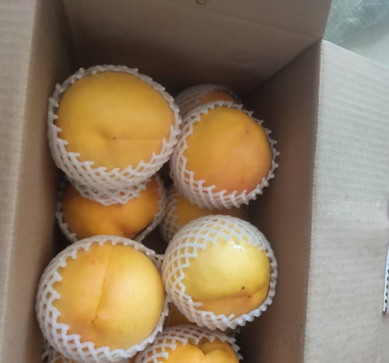 黄金蜜大油桃套袋油桃
