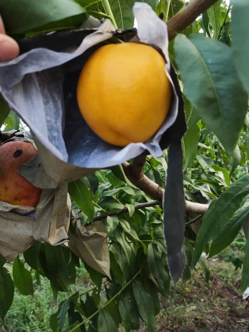 黄金蜜大油桃套袋油桃