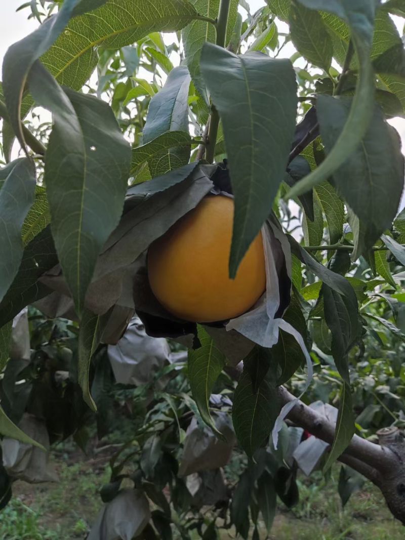 黄金蜜大油桃套袋油桃