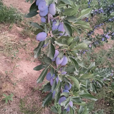蓝西梅