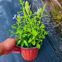 180蓝雪花各种规格120/180二加仑/五加仑基地直发