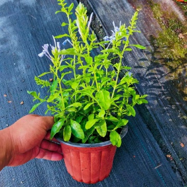 180蓝雪花各种规格120/180二加仑/五加仑基地直发