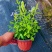 180蓝雪花各种规格120/180二加仑/五加仑基地直发