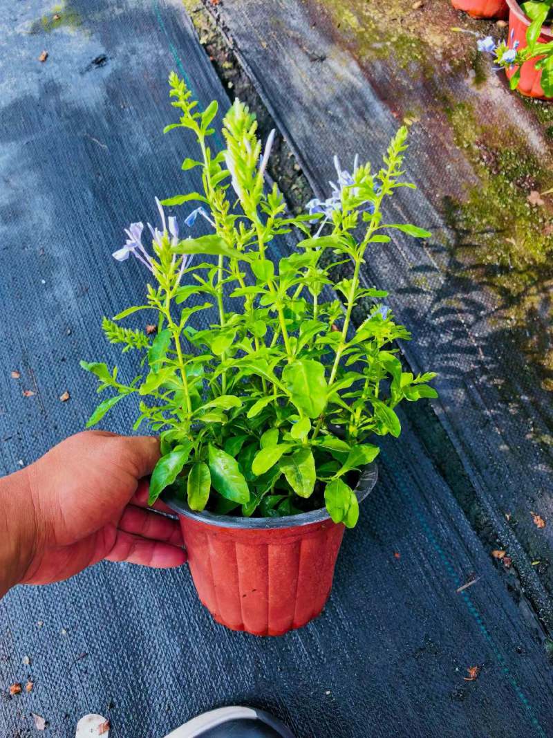 180蓝雪花各种规格120/180二加仑/五加仑基地直发