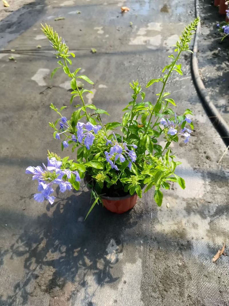 180蓝雪花各种规格120/180二加仑/五加仑基地直发