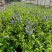 180蓝雪花各种规格120/180二加仑/五加仑基地直发