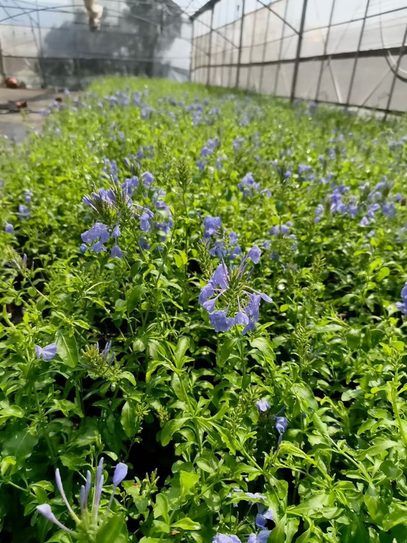 180蓝雪花各种规格120/180二加仑/五加仑基地直发