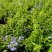 180蓝雪花各种规格120/180二加仑/五加仑基地直发