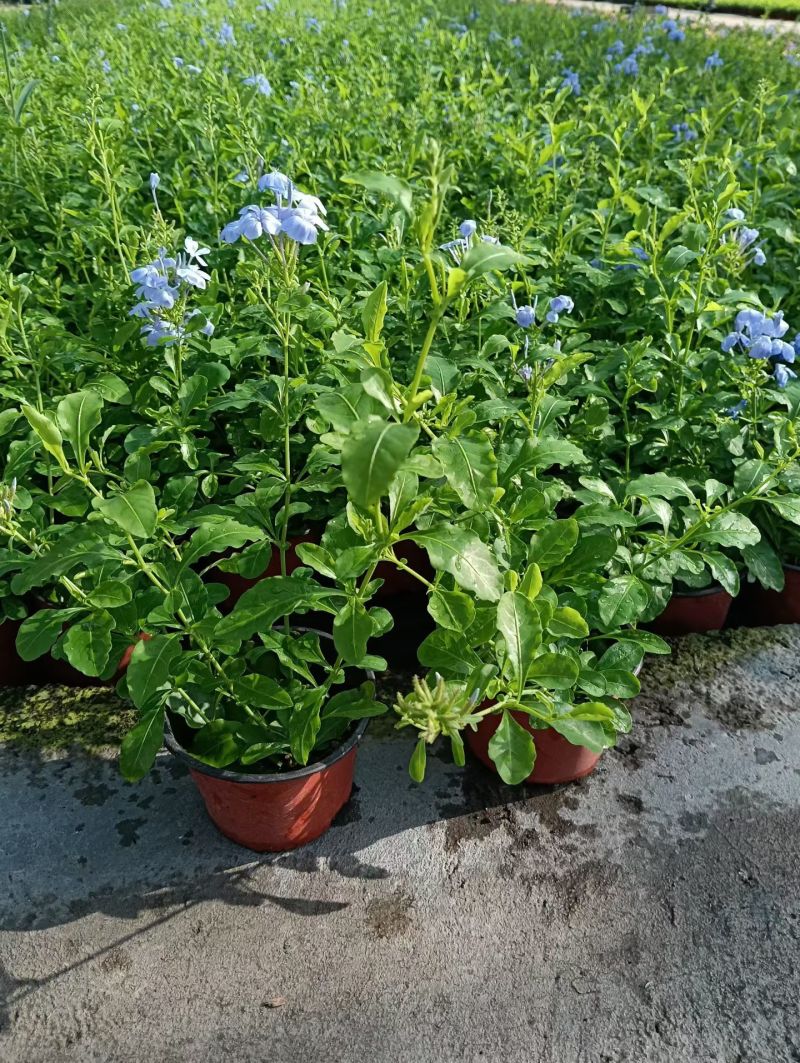 180蓝雪花各种规格120/180二加仑/五加仑基地直发