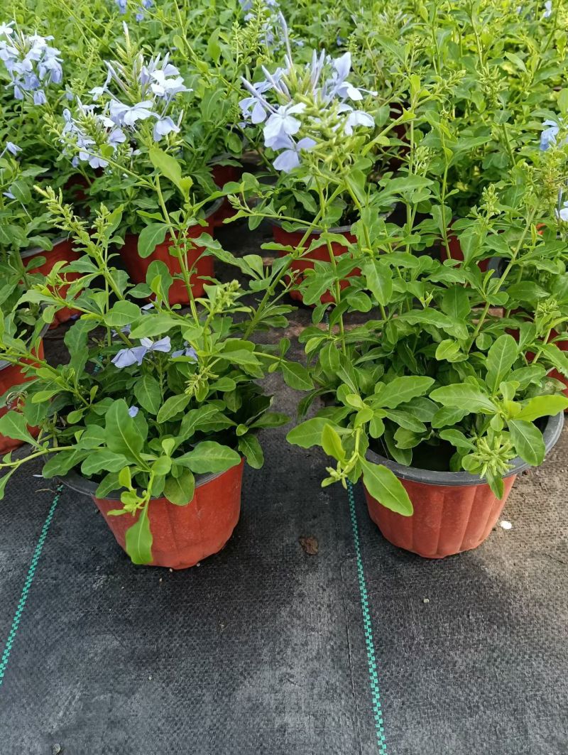 180蓝雪花各种规格120/180二加仑/五加仑基地直发