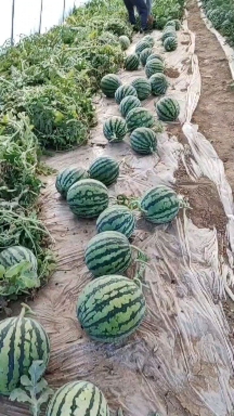 无籽麒麟甜产地直发