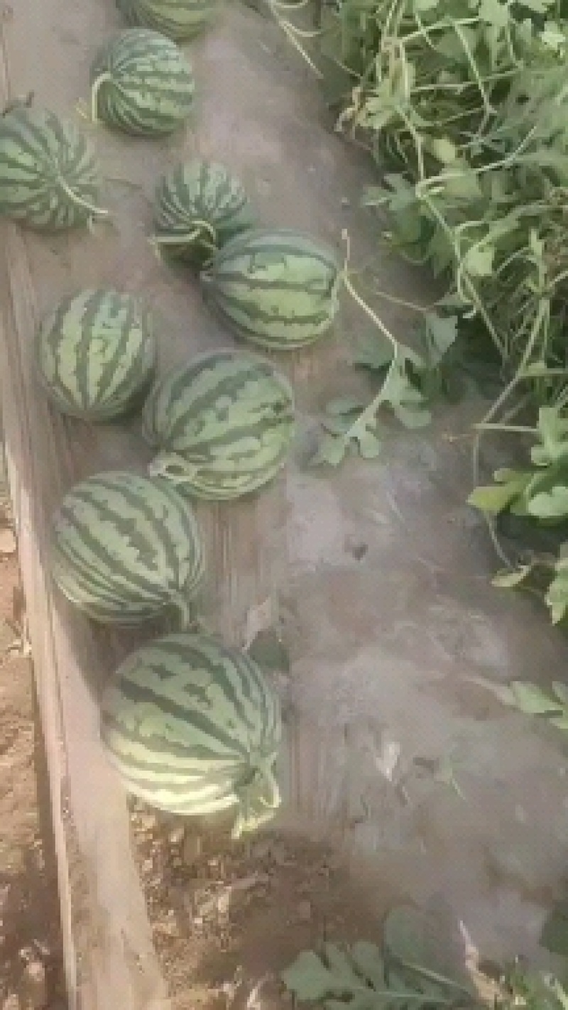 无籽麒麟甜产地直发