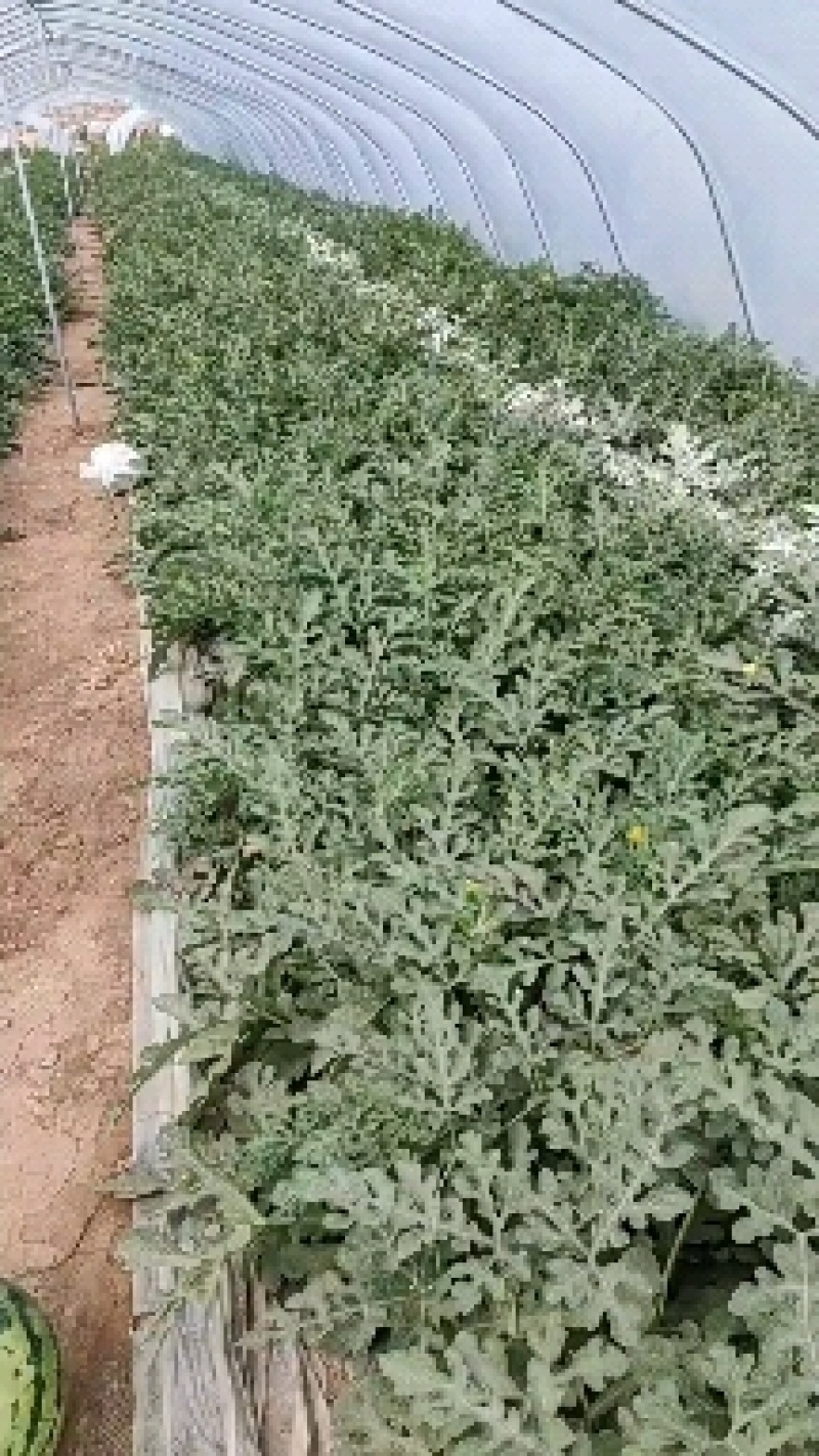 无籽麒麟甜产地直发