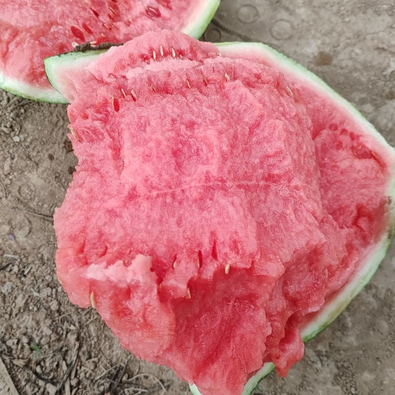 无籽麒麟甜产地直发