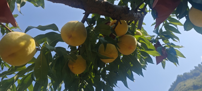 黄桃，黄桃。