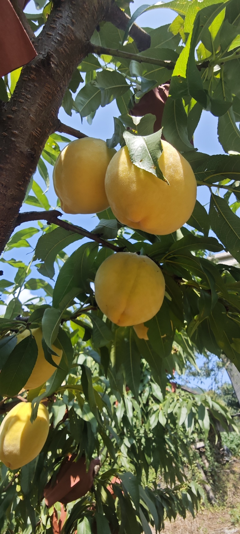黄桃，黄桃。