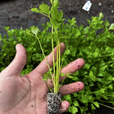 穴盘芹菜苗105，200孔