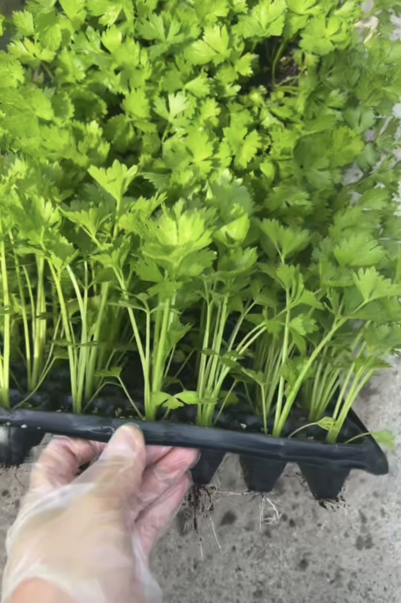 穴盘芹菜苗105，200孔