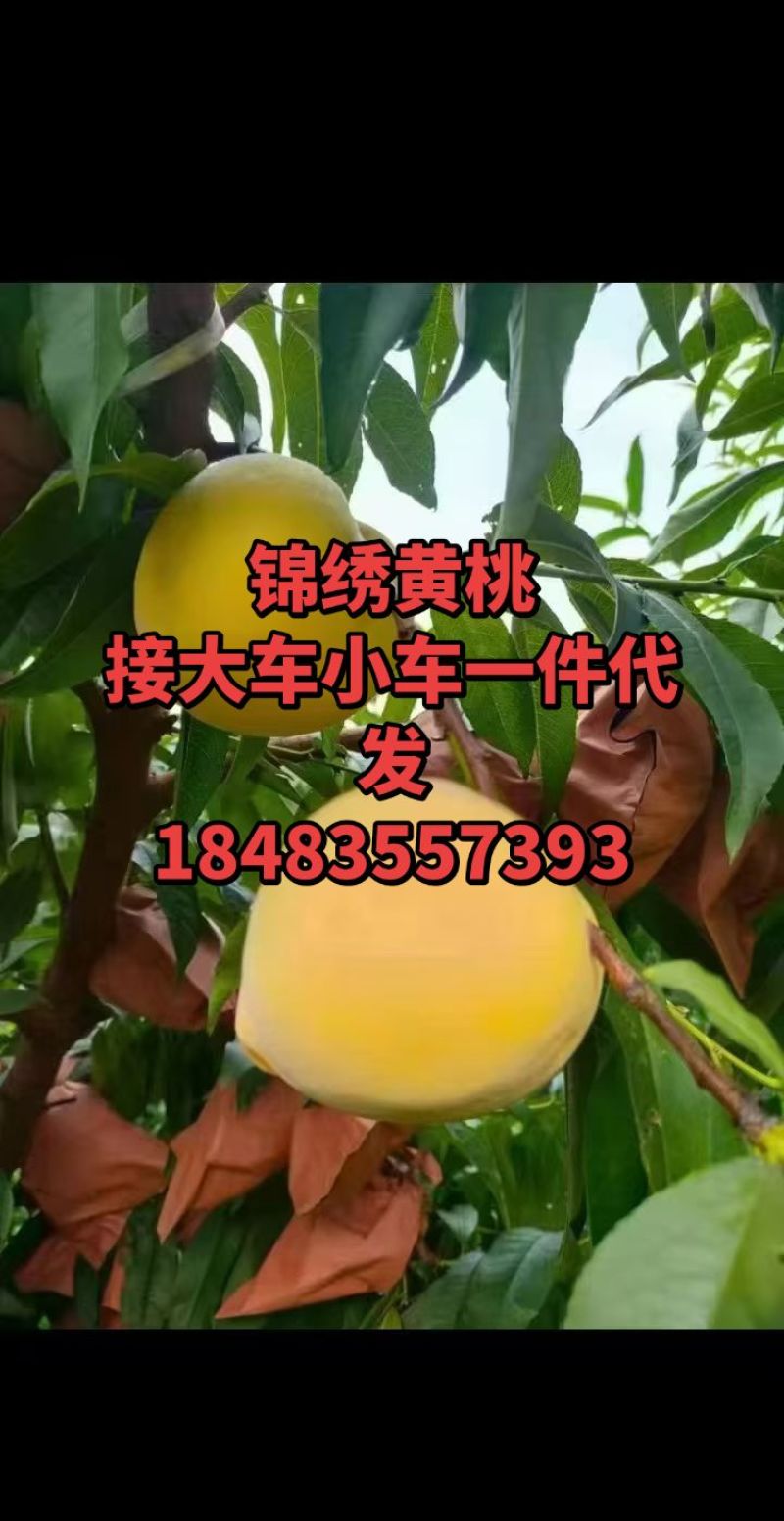 锦绣黄桃4两起3.2元;6两起4.5元。四川**的黄桃
