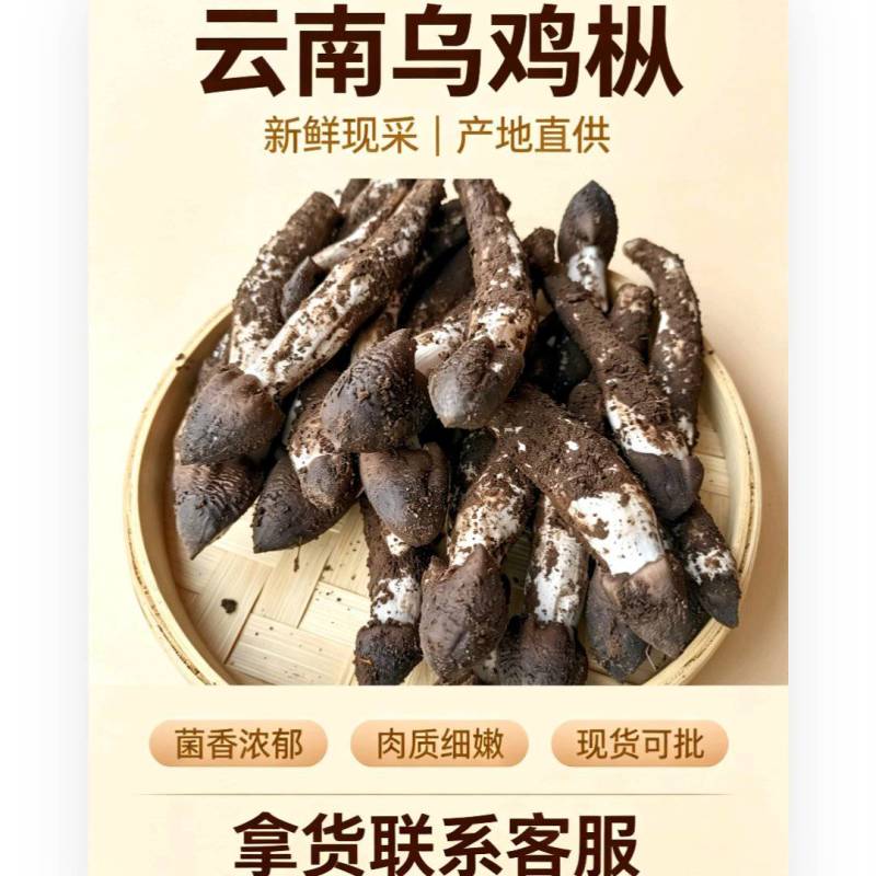 云南深山乌鸡枞，骨朵源头供货，