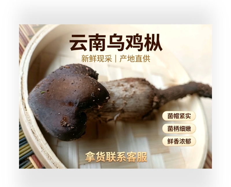 云南深山乌鸡枞，骨朵源头供货，