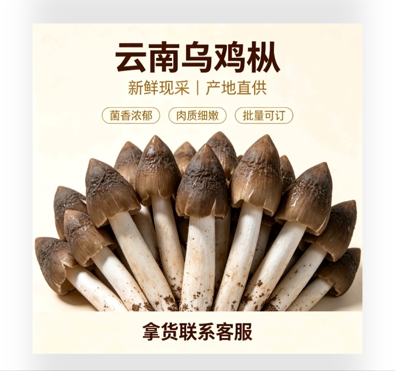 云南深山乌鸡枞，骨朵源头供货，