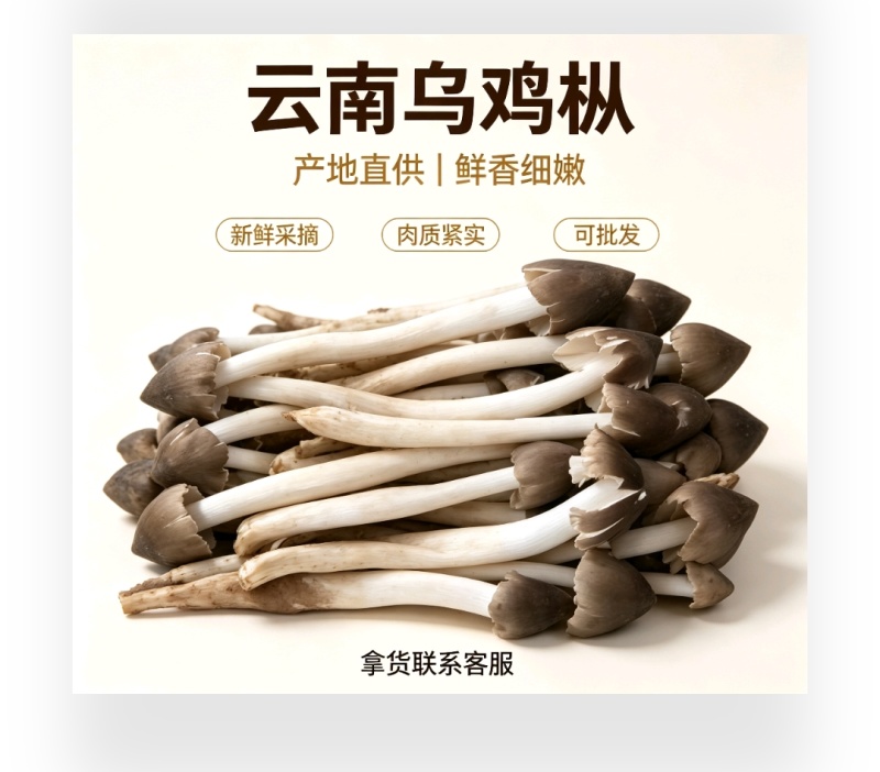 云南深山乌鸡枞，骨朵源头供货，