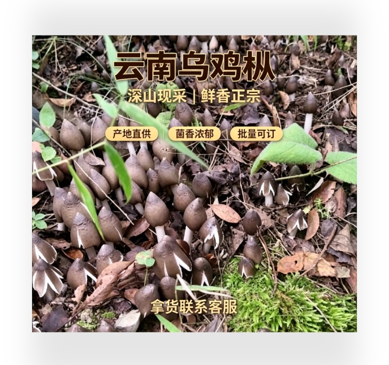 云南深山乌鸡枞，骨朵源头供货，