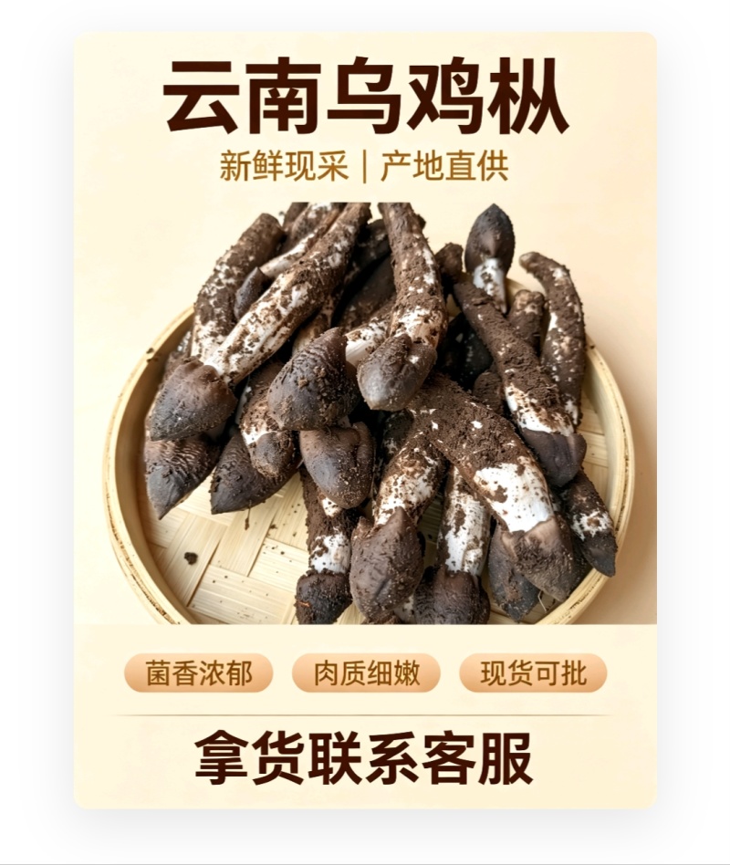 云南深山乌鸡枞，骨朵源头供货，