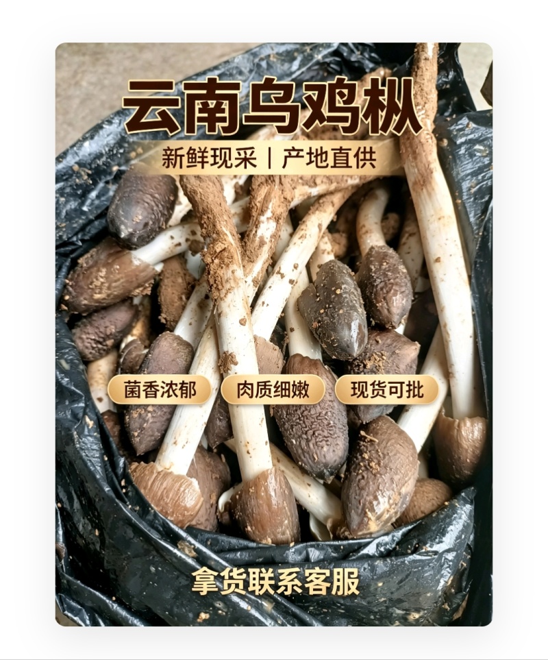 云南深山乌鸡枞，骨朵源头供货，